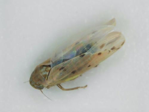 Réf. 299 216 : Balclutha punctata