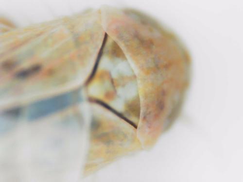 Réf. 299 218 : Balclutha punctata
