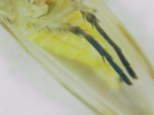 Zygina tiliae