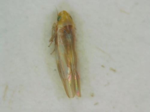 Zygina tiliae