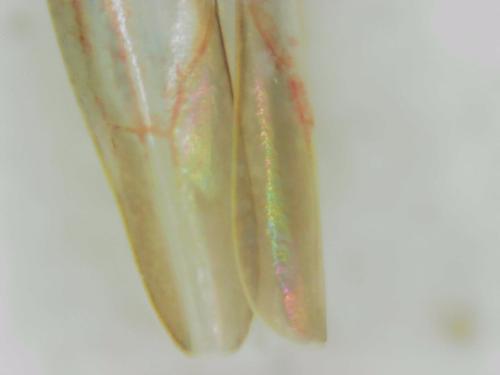 Zygina tiliae