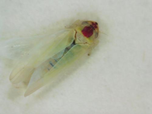 Réf. 299 655 : Zygina sp.