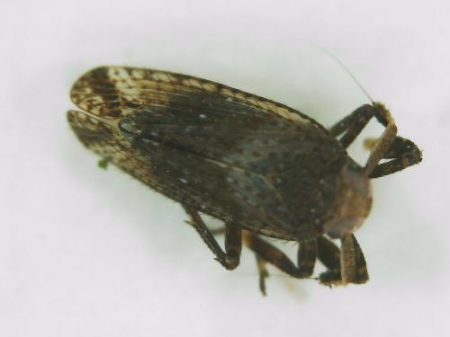 Réf. 299 780 : Asiraca clavicornis