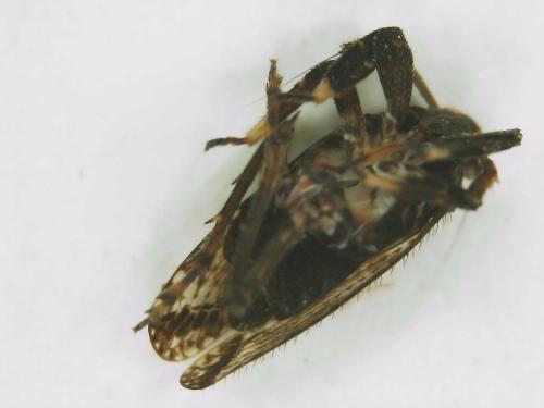Réf. 299 781 : Asiraca clavicornis