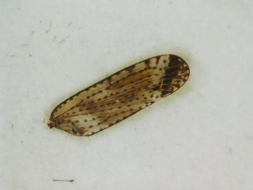 Réf. 299 782 : Asiraca clavicornis