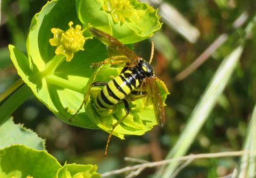 Réf. 299 013 : Cephaledo meridiana