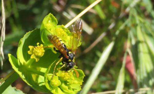 Réf. 299 040 : Cephaledo meridiana
