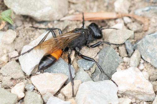 Réf. 299 140 : Podalonia hirsuta