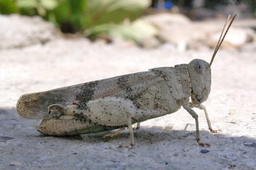Réf. 299 297 : Oedipoda germanica germanica