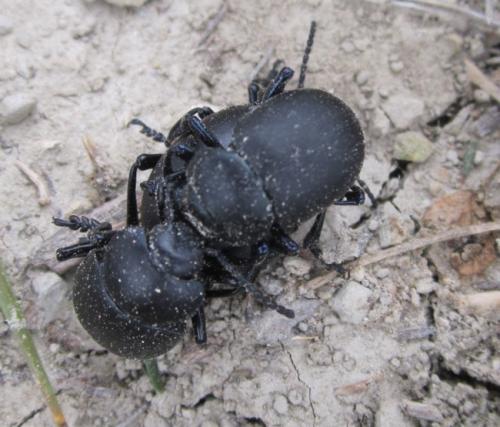 Timarcha tenebricosa