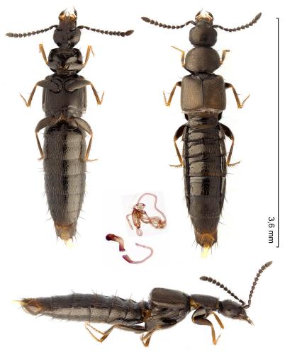 Atheta atramentaria