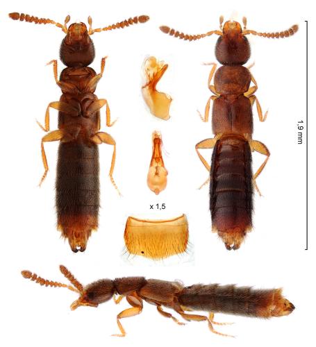 Meotica filiformis