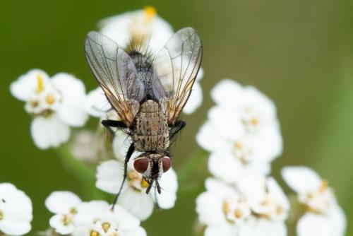 Bithia spreta