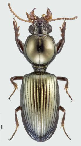 Dyschirius agnatus