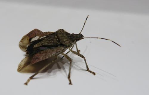 Réf. 299 464 : Halyomorpha halys