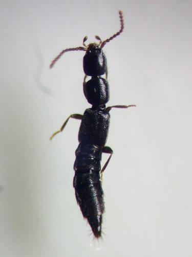 Luzea nigritula