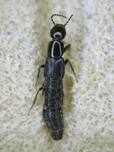 Orthidus cribratus atlanticus