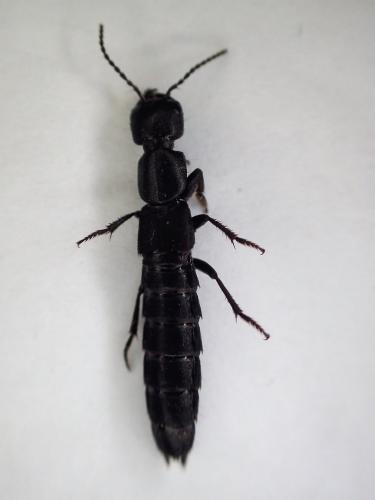 Réf. 299 859 : Ocypus nitens