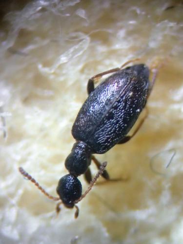 Réf. 299 096 : Cyclodinus constrictus