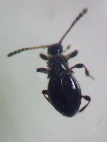 Réf. 299 450 : Euconnus hirticollis