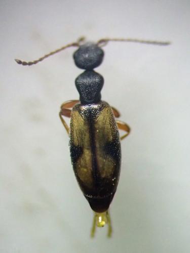 Réf. 299 189 : Cordicomus gracilis