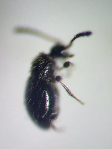 Réf. 299 451 : Euconnus hirticollis