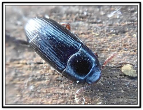 Diaclina fagi