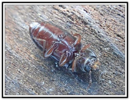 Diaclina fagi