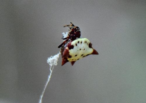 Gasteracantha cancriformis