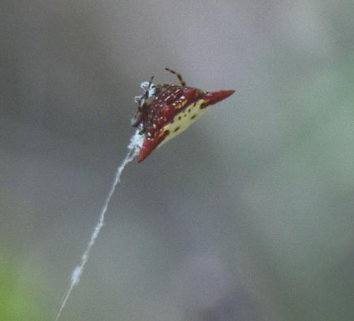 Gasteracantha cancriformis