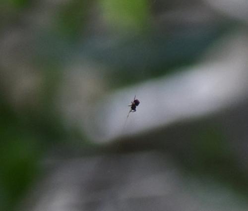 Gasteracantha cancriformis