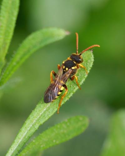 Nomada sp.