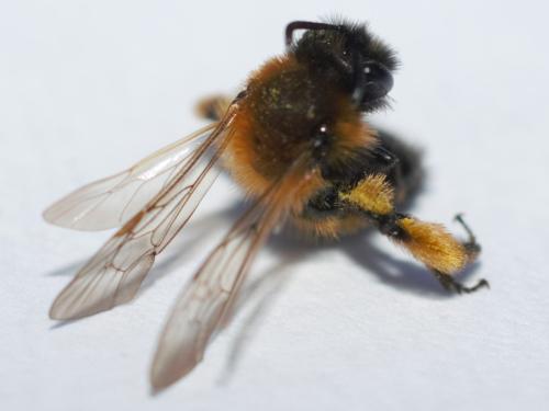 Andrena sp.