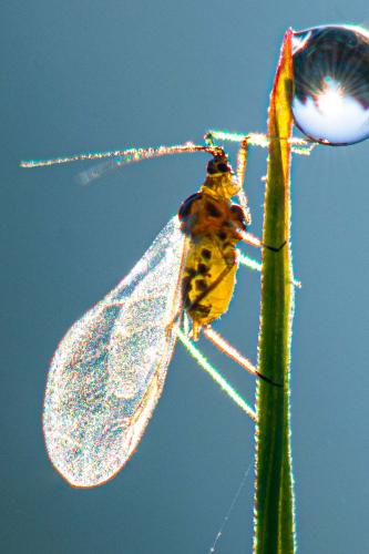 Hyperomyzus lactucae