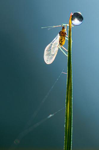 Hyperomyzus lactucae