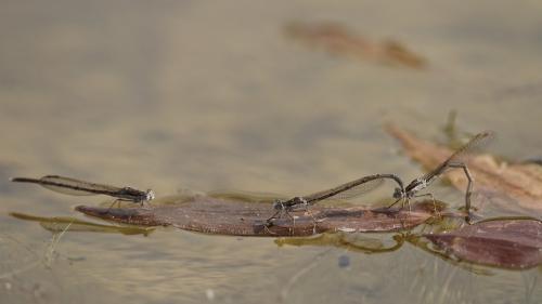 Réf. 299 895 : Sympecma fusca