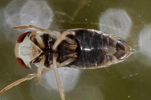 Sigara nigrolineata nigrolineata