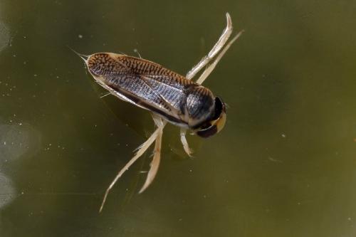 Réf. 299 715 : Sigara nigrolineata