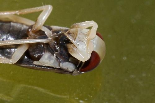 Sigara nigrolineata nigrolineata