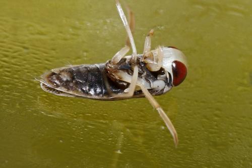 Sigara nigrolineata nigrolineata