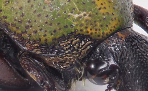 Glycyphana tonkinensis