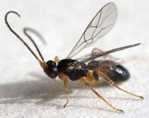 Stenomacrus sp.