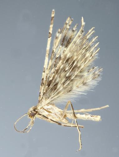 Alucita hexadactyla
