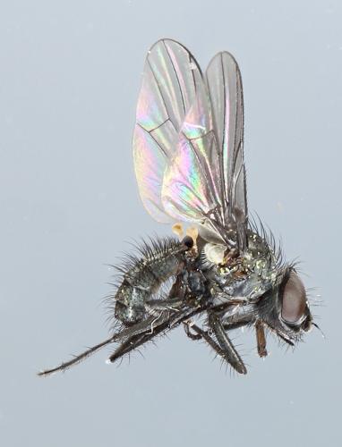 Egle sp.