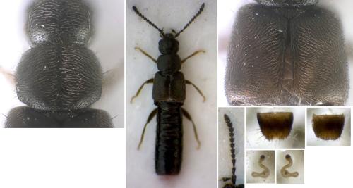 Réf. 299 211 : Atheta occulta