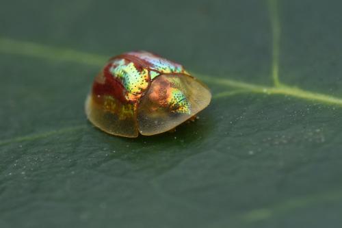 Réf. 299 898 : Cassida subreticulata