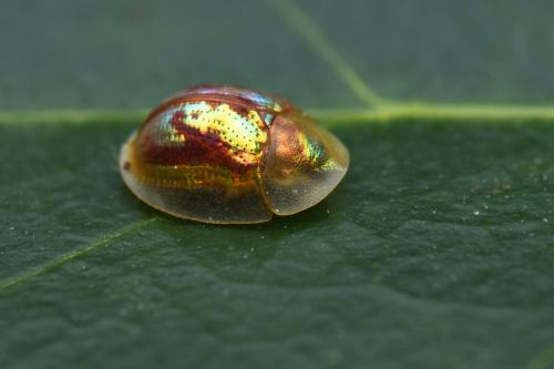 Réf. 299 897 : Cassida subreticulata