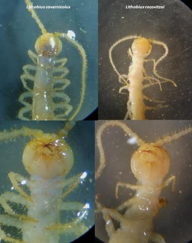 Lithobius sp.