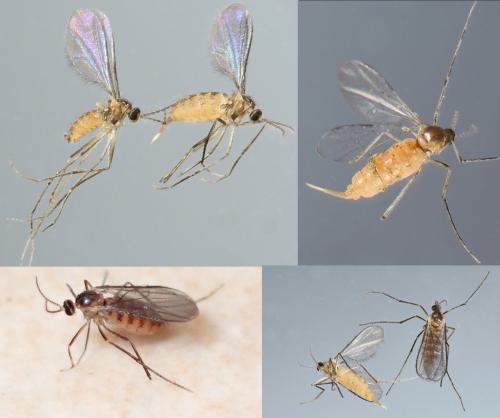 Dasineura odoratae