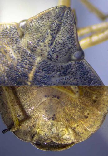 Réf. 299 838 : Eurygaster austriaca